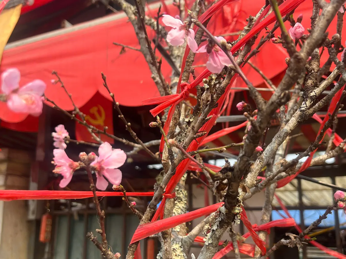 Nhộn nhịp thị trường đào sớm tại Quảng An: Sức mua ổn định dù chi phí vận chuyển tăng- Ảnh 4. Nhộn nhịp thị trường đào sớm tại Quảng An: Sức mua ổn định dù chi phí vận chuyển tăng- Ảnh 4.