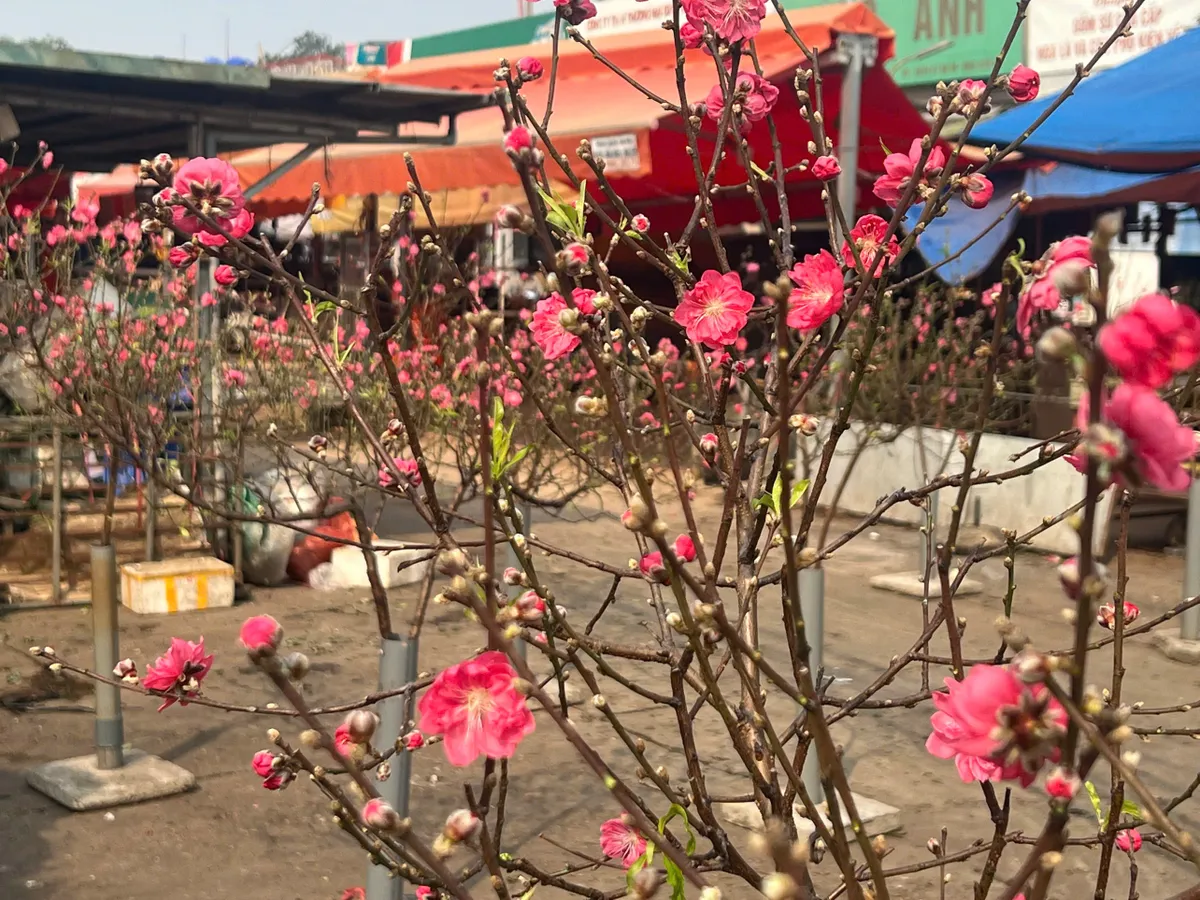 Nhộn nhịp thị trường đào sớm tại Quảng An: Sức mua ổn định dù chi phí vận chuyển tăng- Ảnh 5. Nhộn nhịp thị trường đào sớm tại Quảng An: Sức mua ổn định dù chi phí vận chuyển tăng- Ảnh 5.