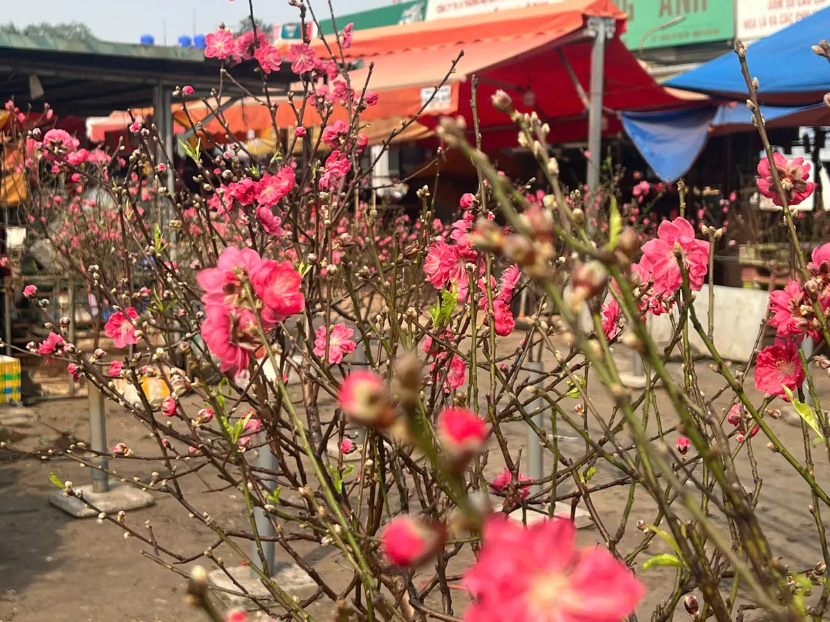 Nhộn nhịp thị trường đào sớm tại Quảng An: Sức mua ổn định dù chi phí vận chuyển tăng- Ảnh 2. Nhộn nhịp thị trường đào sớm tại Quảng An: Sức mua ổn định dù chi phí vận chuyển tăng- Ảnh 2.