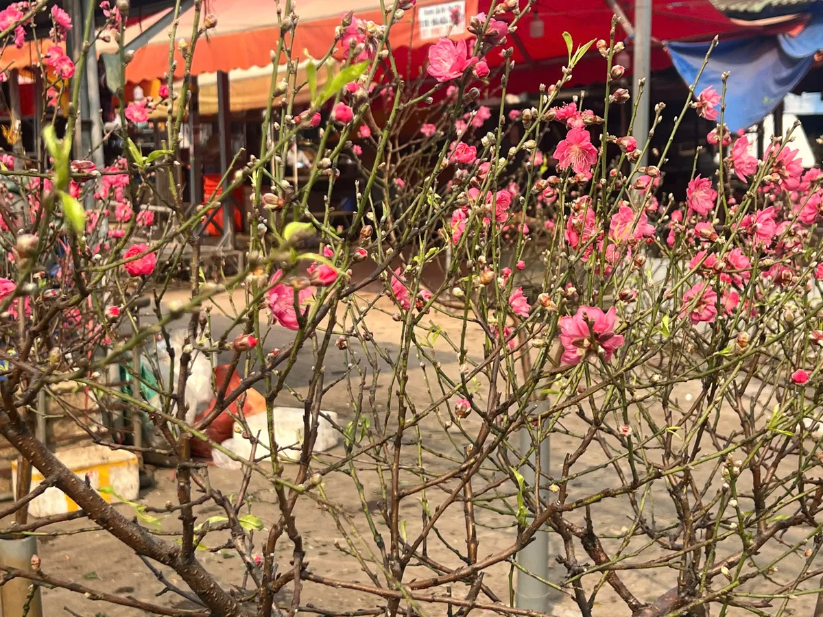 Nhộn nhịp thị trường đào sớm tại Quảng An: Sức mua ổn định dù chi phí vận chuyển tăng- Ảnh 8. Nhộn nhịp thị trường đào sớm tại Quảng An: Sức mua ổn định dù chi phí vận chuyển tăng- Ảnh 8.