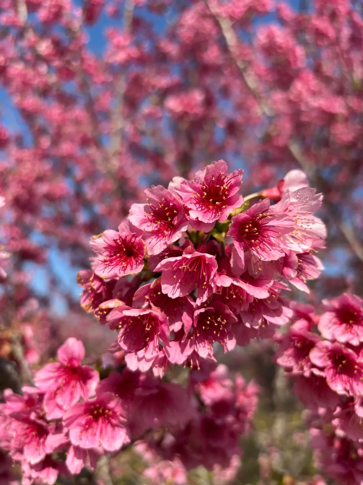 Hoa anh đ&agrave;o Nhật Bản khoe sắc tr&ecirc;n long hồ P&aacute; Khoang(Điện Bi&ecirc;n)- Ảnh 3.