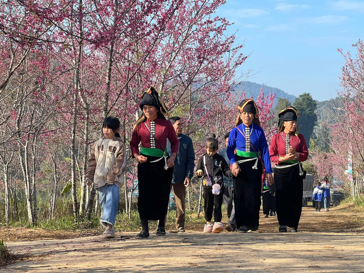 Hoa anh đ&agrave;o Nhật Bản khoe sắc tr&ecirc;n long hồ P&aacute; Khoang(Điện Bi&ecirc;n)- Ảnh 1.