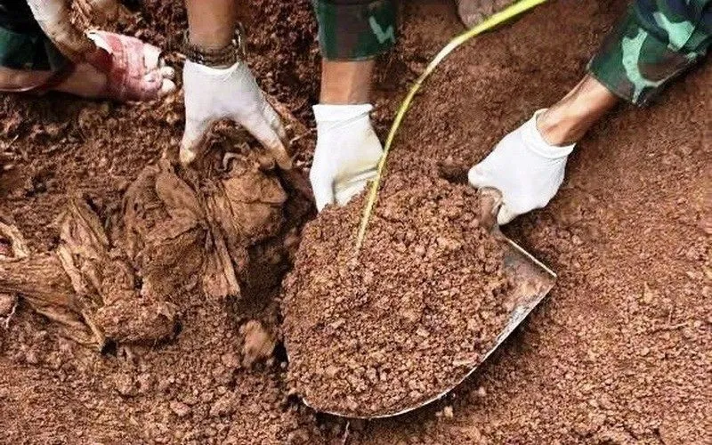 Các hài cốt được tìm thấy ở độ sâu 0,8-1m; được bọc trong tăng, kèm theo các di vật. (Nguồn: TTXVN phát)