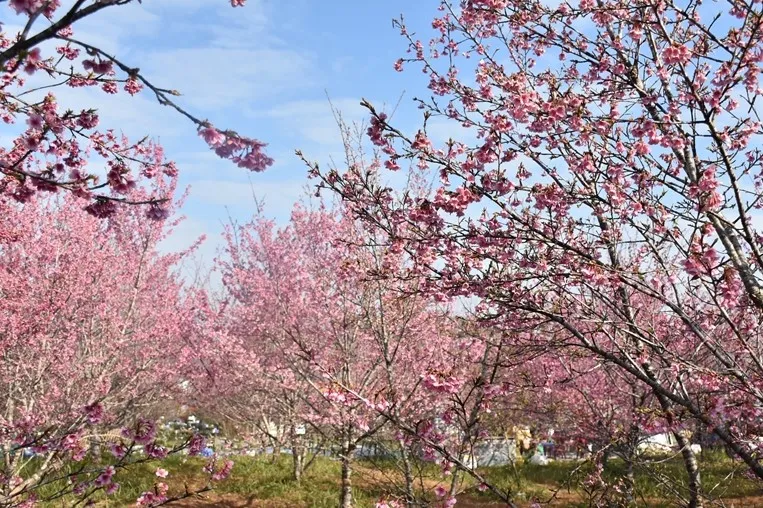 Điện Biên: Không gian văn hóa tô thêm sắc màu cho Lễ hội Hoa anh đào. - Ảnh 9.