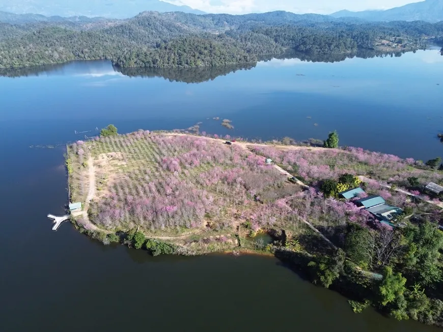 Điện Biên: Không gian văn hóa tô thêm sắc màu cho Lễ hội Hoa anh đào. - Ảnh 2.