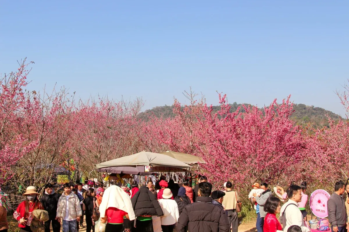 Điện Biên: Không gian văn hóa tô thêm sắc màu cho Lễ hội Hoa anh đào. - Ảnh 3.