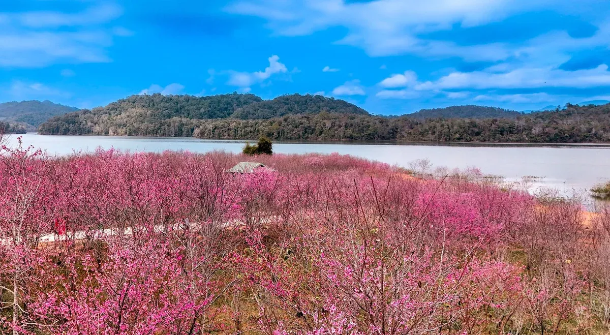 Điện Biên: Không gian văn hóa tô thêm sắc màu cho Lễ hội Hoa anh đào. - Ảnh 10.