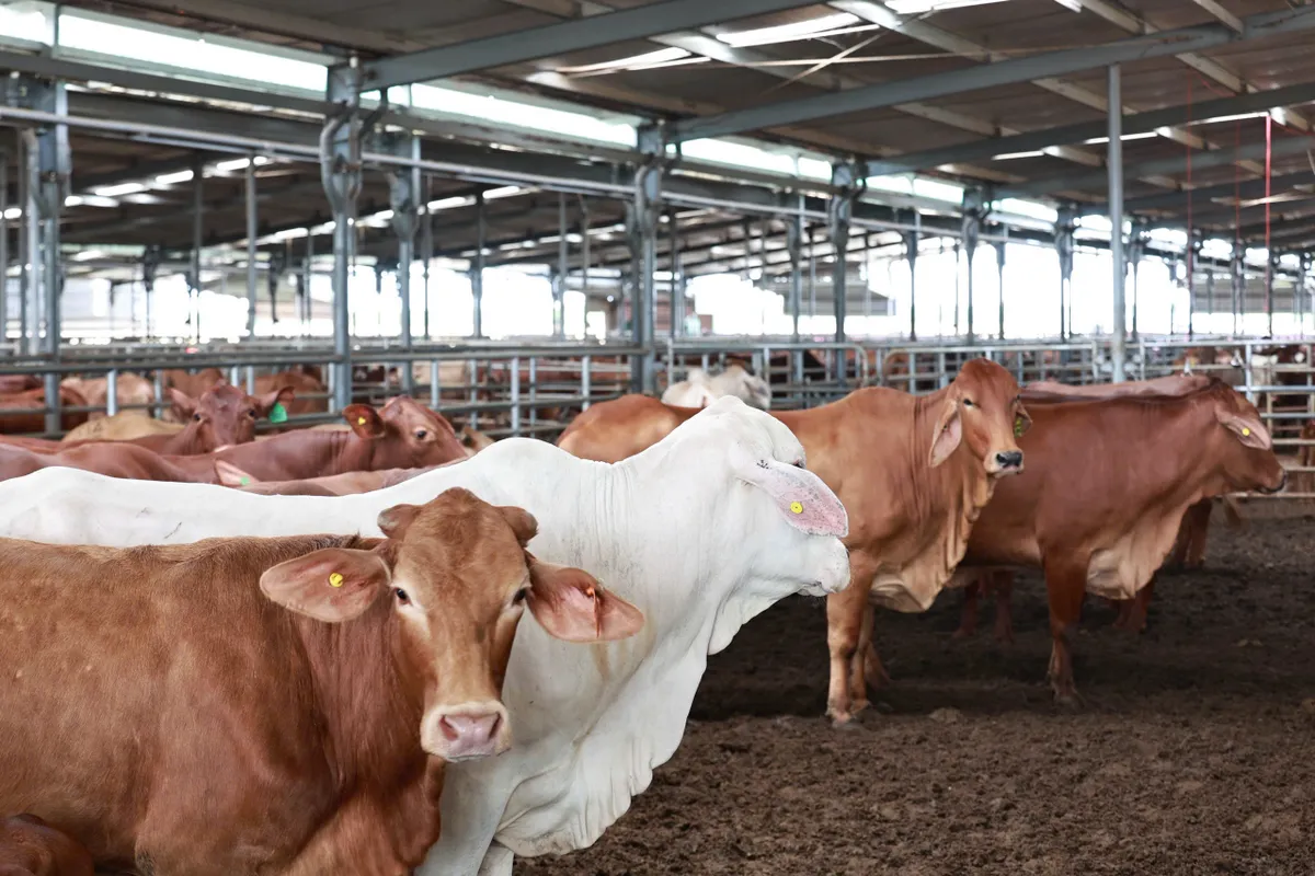 Mô hình nông nghiệp mới: Quy mô chuỗi khép kín- Ảnh 2. Mô hình nông nghiệp mới: Quy mô chuỗi khép kín- Ảnh 2.