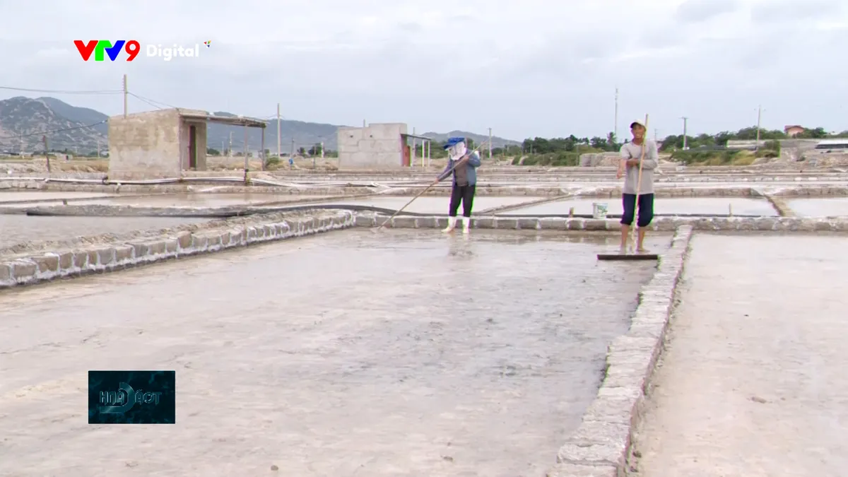 Vùng muối lớn nhất nước tìm cơ hội sau mưa lũ