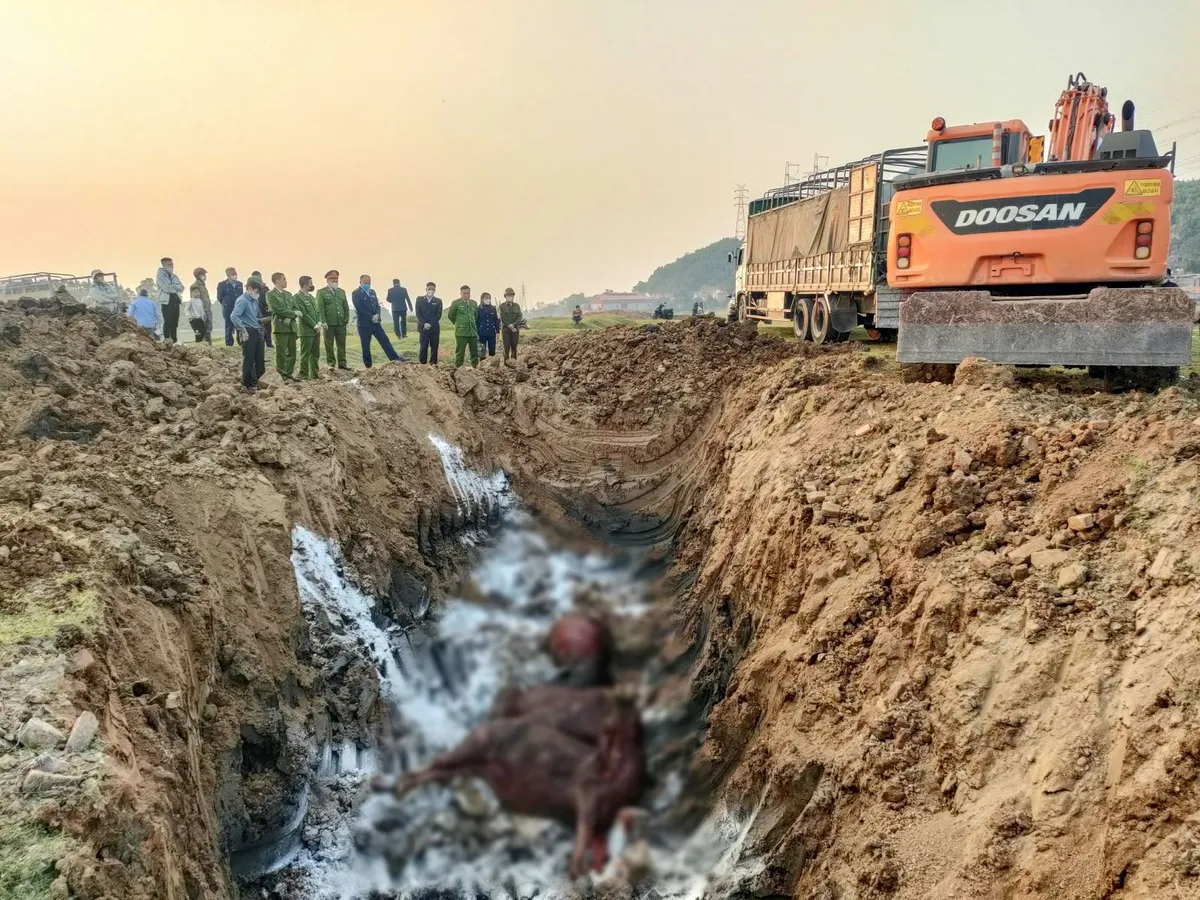 Bắc Ninh ti&ecirc;u hủy 13 con tr&acirc;u mắc lở mồm long m&oacute;ng đang tr&ecirc;n đường đi ti&ecirc;u thụ - Ảnh 1.