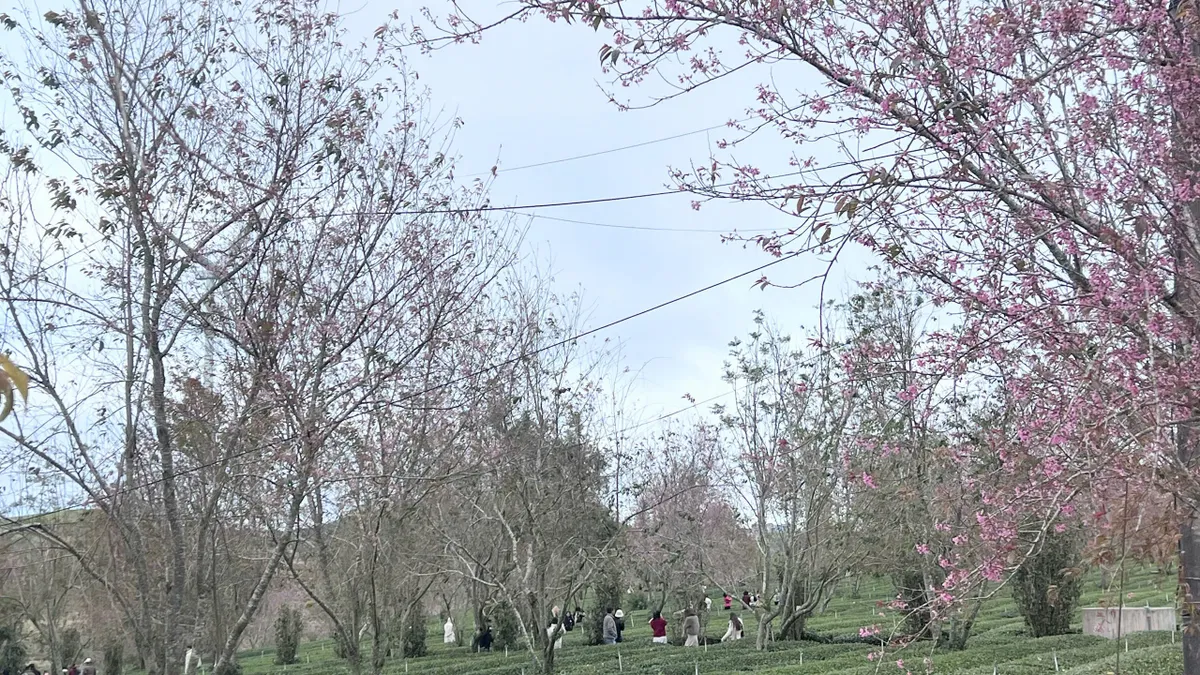 Rực rỡ sắc hồng Mai Anh Đ&agrave;o tr&ecirc;n đồi tr&agrave; Cầu Đất ng&agrave;y đầu xu&acirc;n- Ảnh 5.