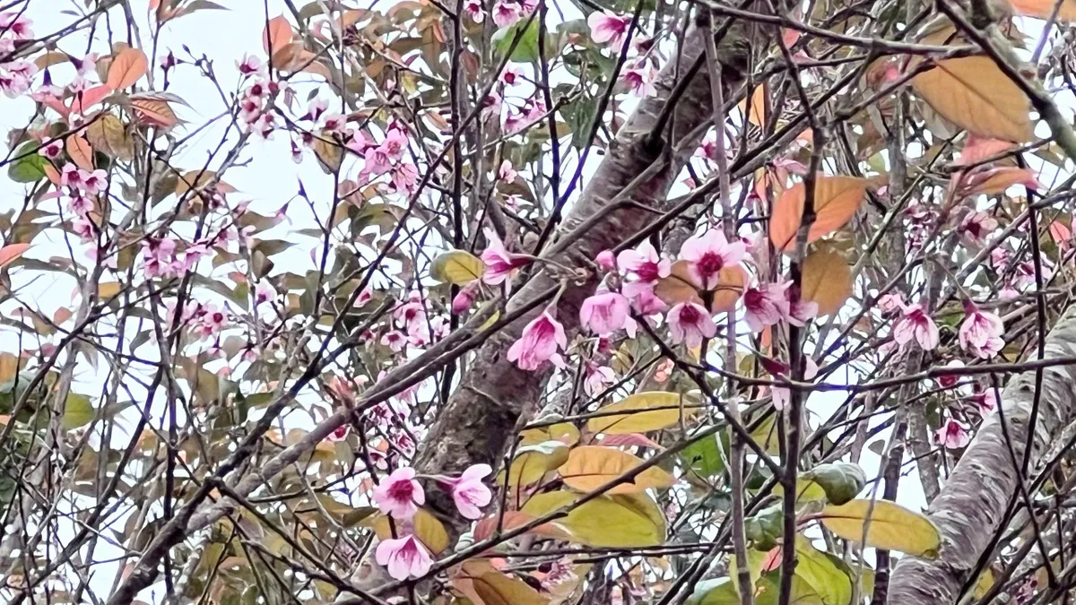 Rực rỡ sắc hồng Mai Anh Đ&agrave;o tr&ecirc;n đồi tr&agrave; Cầu Đất ng&agrave;y đầu xu&acirc;n- Ảnh 6.