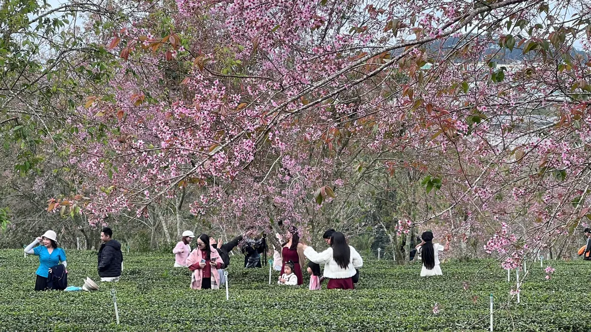 Rực rỡ sắc hồng Mai Anh Đ&agrave;o tr&ecirc;n đồi tr&agrave; Cầu Đất ng&agrave;y đầu xu&acirc;n- Ảnh 7.