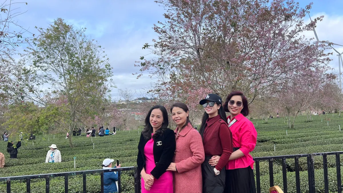 Rực rỡ sắc hồng Mai Anh Đ&agrave;o tr&ecirc;n đồi tr&agrave; Cầu Đất ng&agrave;y đầu xu&acirc;n- Ảnh 4.