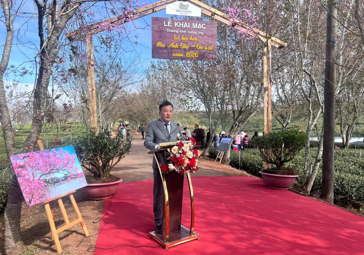 Rực rỡ sắc hồng Mai Anh Đ&agrave;o tr&ecirc;n đồi tr&agrave; Cầu Đất ng&agrave;y đầu xu&acirc;n- Ảnh 2.