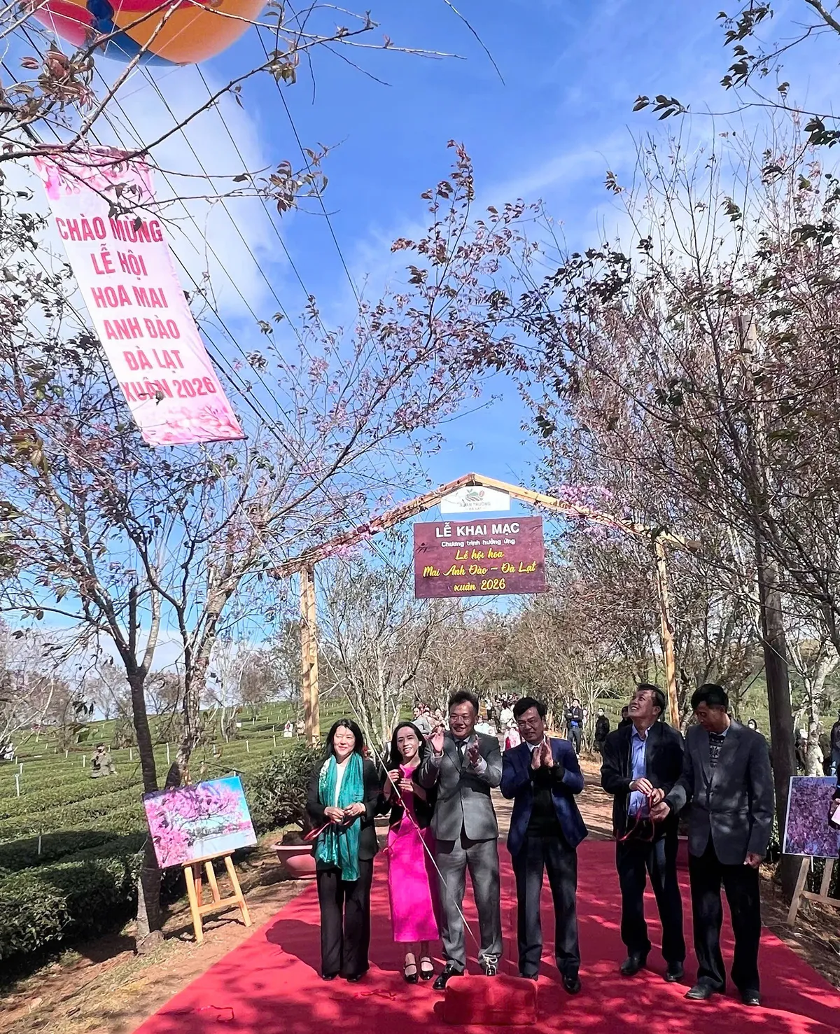 Rực rỡ sắc hồng Mai Anh Đ&agrave;o tr&ecirc;n đồi tr&agrave; Cầu Đất ng&agrave;y đầu xu&acirc;n- Ảnh 1.