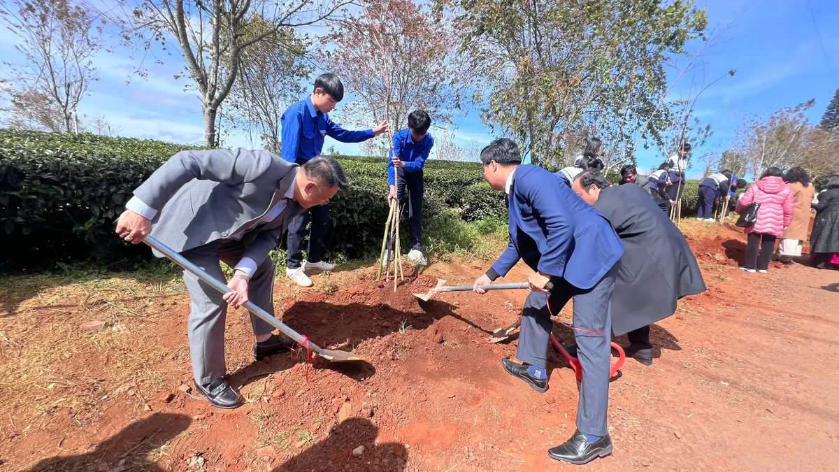 Rực rỡ sắc hồng Mai Anh Đ&agrave;o tr&ecirc;n đồi tr&agrave; Cầu Đất ng&agrave;y đầu xu&acirc;n- Ảnh 3.