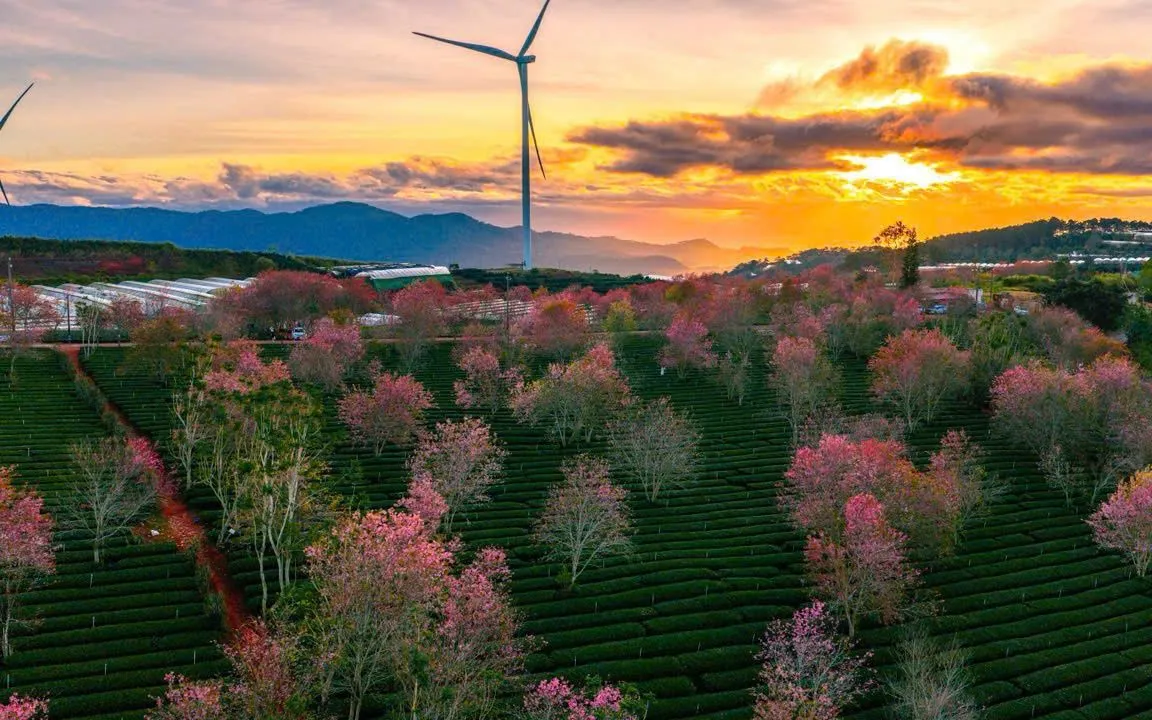 Sắc hồng mai anh đào đang vào độ nở rộ hòa quyện cùng những luống trà trải dài, tạo nên bức tranh xuân đặc trưng của cao nguyên.