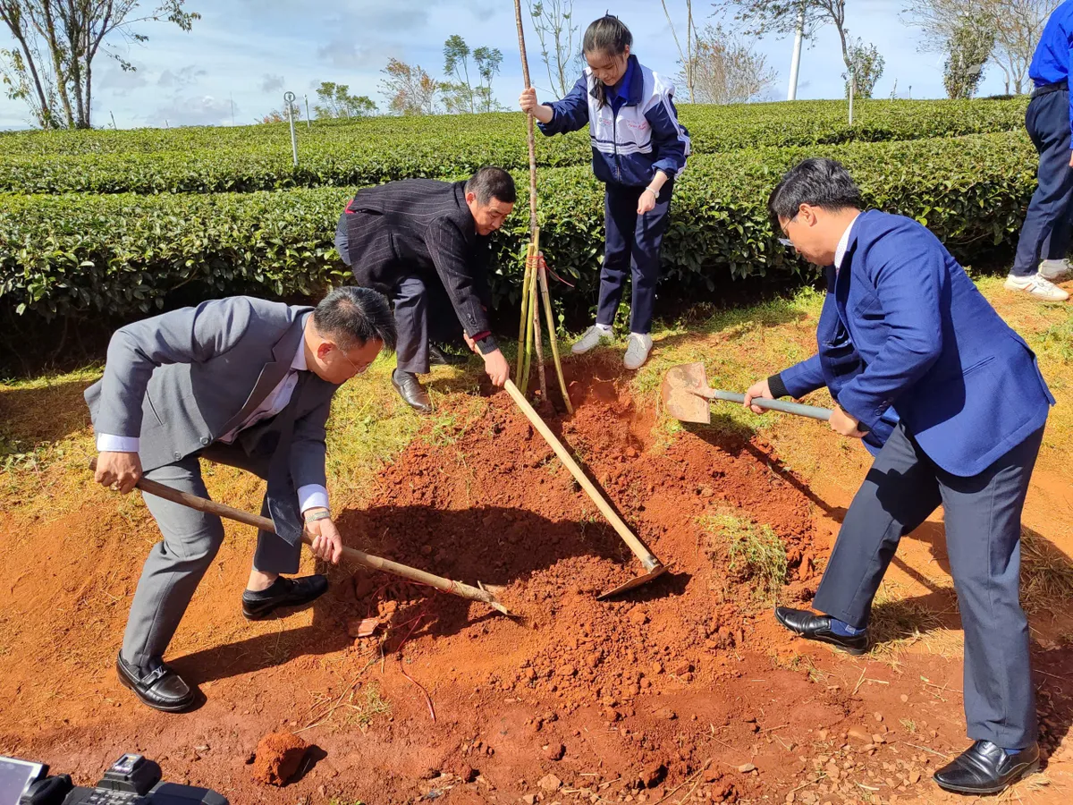 L&acirc;m Đồng: Chung tay trồng mai anh đ&agrave;o tại v&ugrave;ng ch&egrave; Cầu Đất trăm tuổi - Ảnh 1.