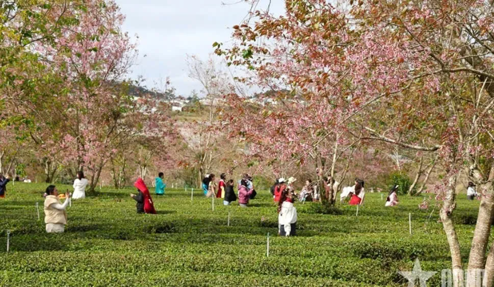 L&acirc;m Đồng: Chung tay trồng mai anh đ&agrave;o tại v&ugrave;ng ch&egrave; Cầu Đất trăm tuổi - Ảnh 2.