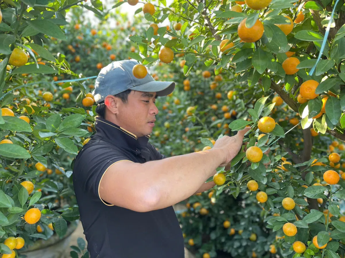 Đà Nẵng: "Thủ phủ" quất cảnh Cẩm Hà chạy đua nước rút đón Tết Bính Ngọ- Ảnh 2. Đà Nẵng: "Thủ phủ" quất cảnh Cẩm Hà chạy đua nước rút đón Tết Bính Ngọ- Ảnh 2.