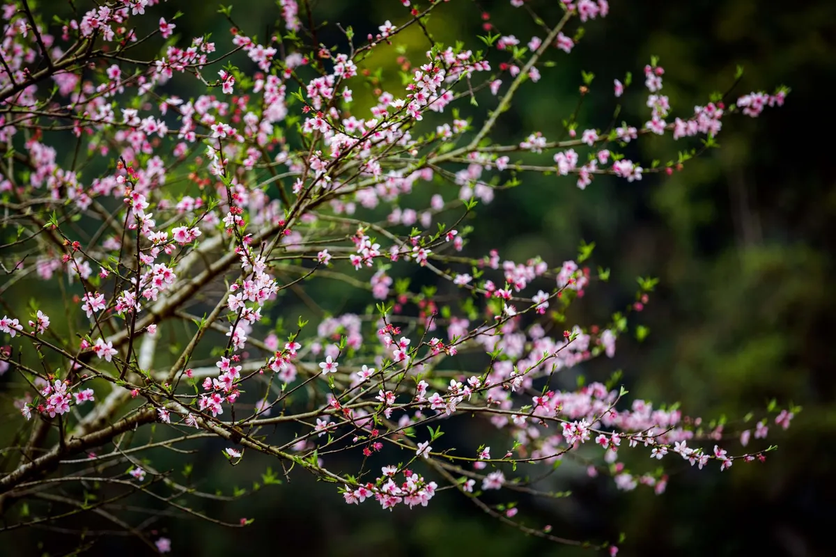 Trốn Tết b&igrave;nh y&ecirc;n: Top 10 tọa độ tĩnh lặng d&agrave;nh cho những t&acirc;m hồn muốn rời xa phố thị- Ảnh 2.