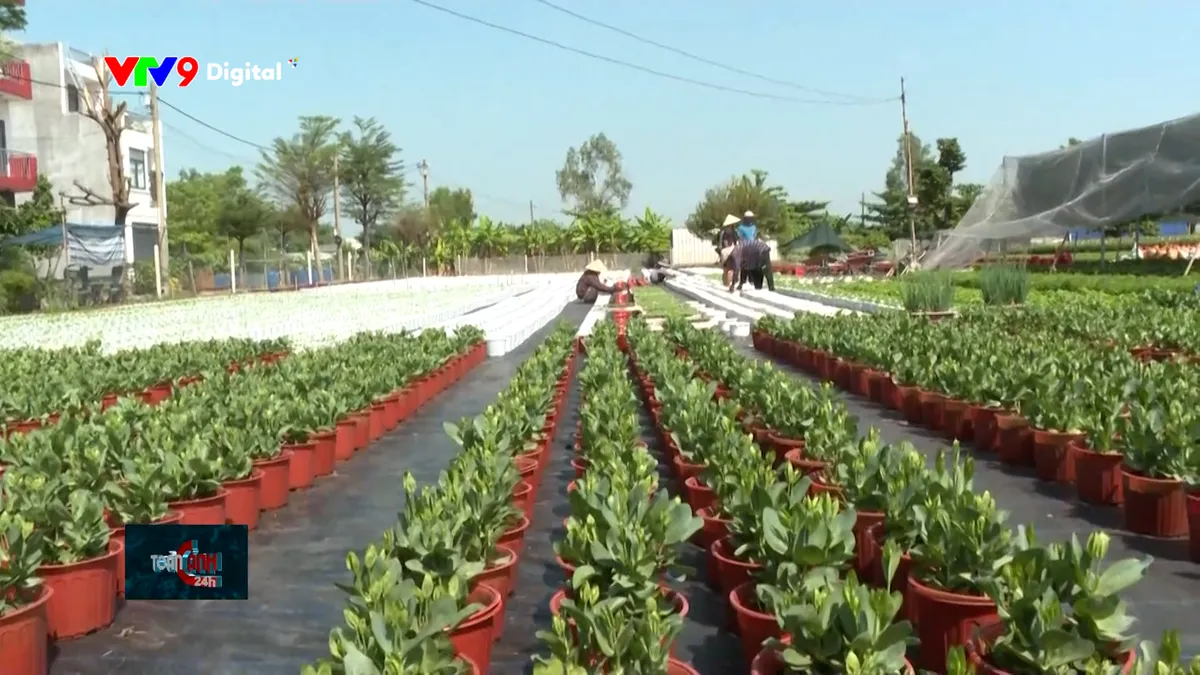 Thị trường hoa, c&acirc;y cảnh Tết: Sức mua tăng, gi&aacute; ổn định - Ảnh 2.