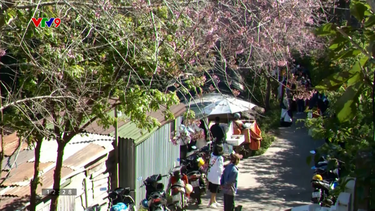 Lâm Đồng quảng bá du lịch qua bản đồ hoa mai anh đào