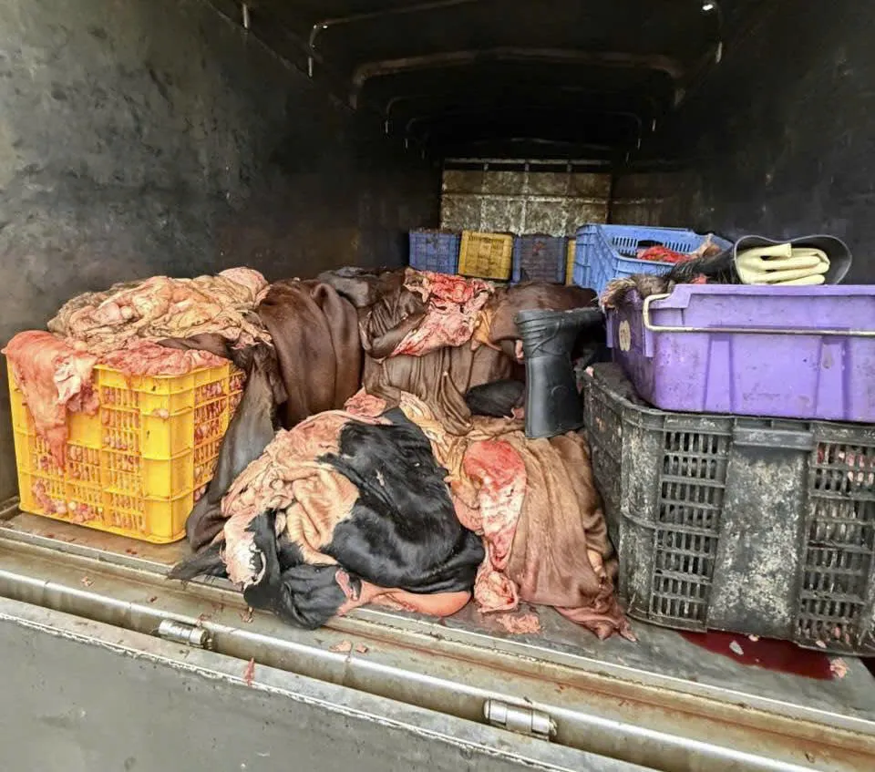 Ph&uacute; Thọ: Ph&aacute;t hiện xe &ocirc; t&ocirc; vận chuyển 1,2 tấn sản phẩm động vật kh&ocirc;ng bảo đảm vệ sinh th&uacute; y - Ảnh 1.