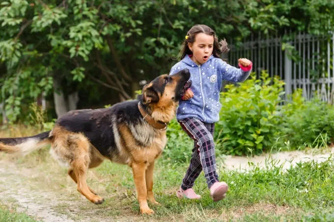 Trẻ giấu vết ch&oacute; cắn, phụ huynh ph&aacute;t hiện muộn l&agrave;m tăng nguy cơ tử vong v&igrave; bệnh dại- Ảnh 1.