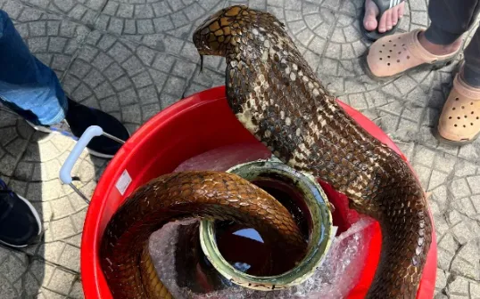 Tang vật thu giữ