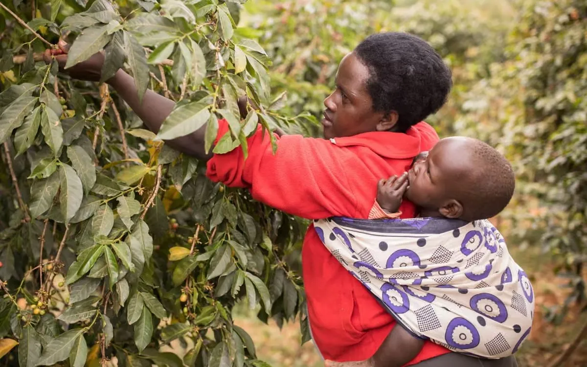 Một bà mẹ ở Uganda cõng con bằng khăn quấn khi thu hoạch cà phê trên nông trại gia đình (Ảnh: Alamy)