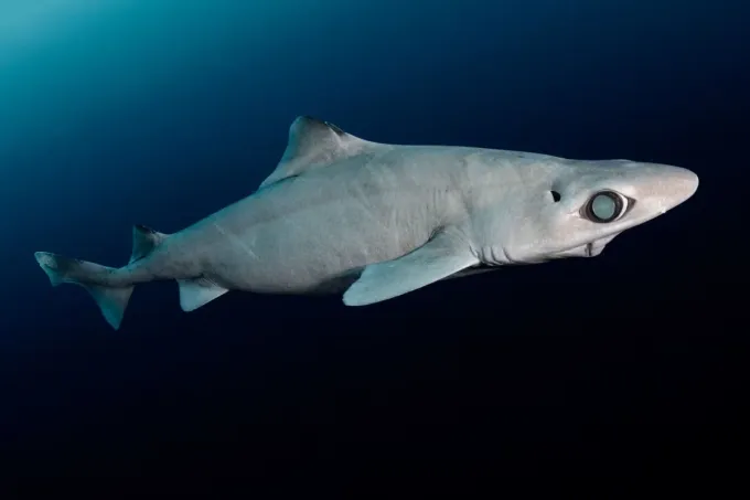 C&aacute; mập gulper bị săn l&ugrave;ng v&igrave; &ldquo;v&agrave;ng lỏng&rdquo; squalene trong ng&agrave;nh mỹ phẩm- Ảnh 1.