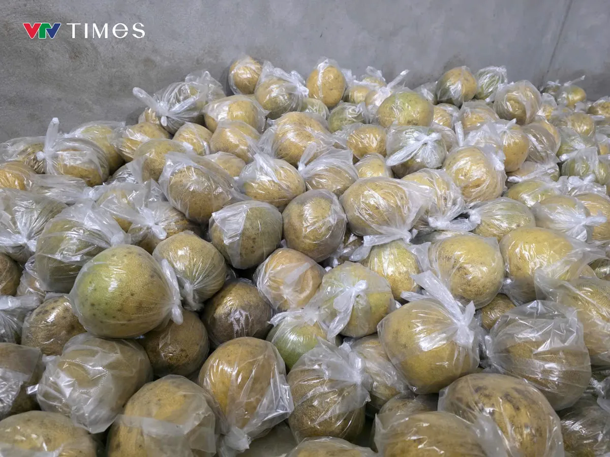 Bưởi Đoan H&ugrave;ng rộn r&agrave;ng v&agrave;o vụ Tết - Ảnh 1.