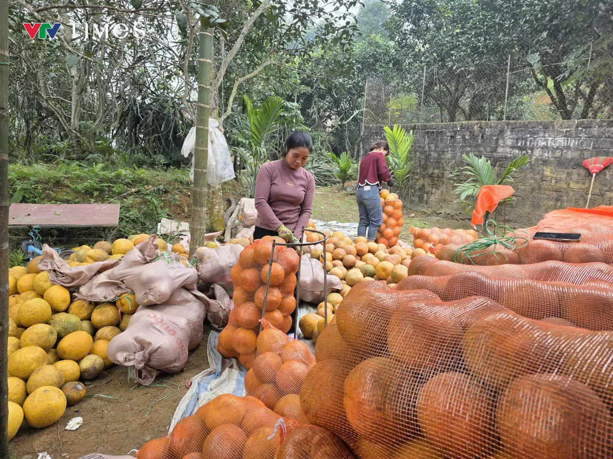 Bưởi Đoan H&ugrave;ng rộn r&agrave;ng v&agrave;o vụ Tết - Ảnh 3.