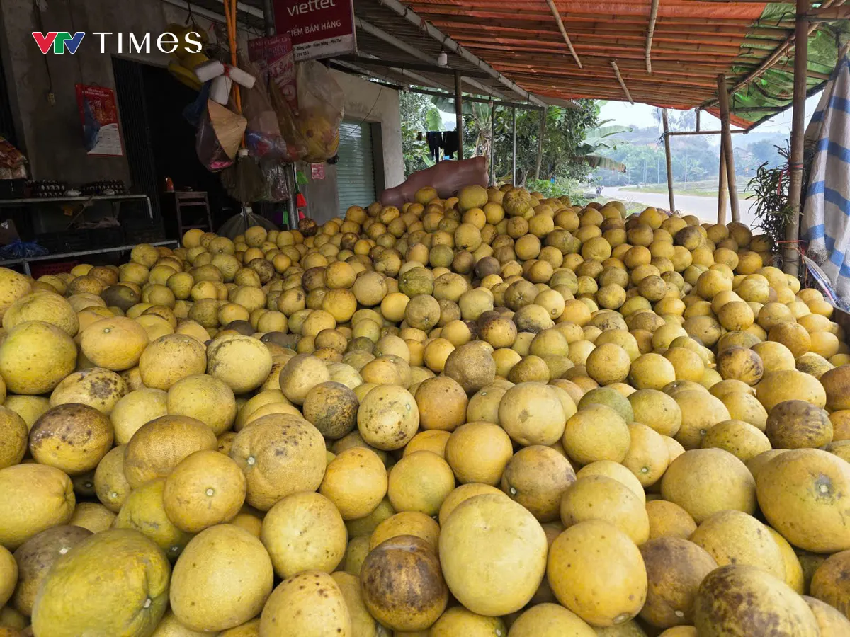 Bưởi Đoan H&ugrave;ng rộn r&agrave;ng v&agrave;o vụ Tết - Ảnh 4.
