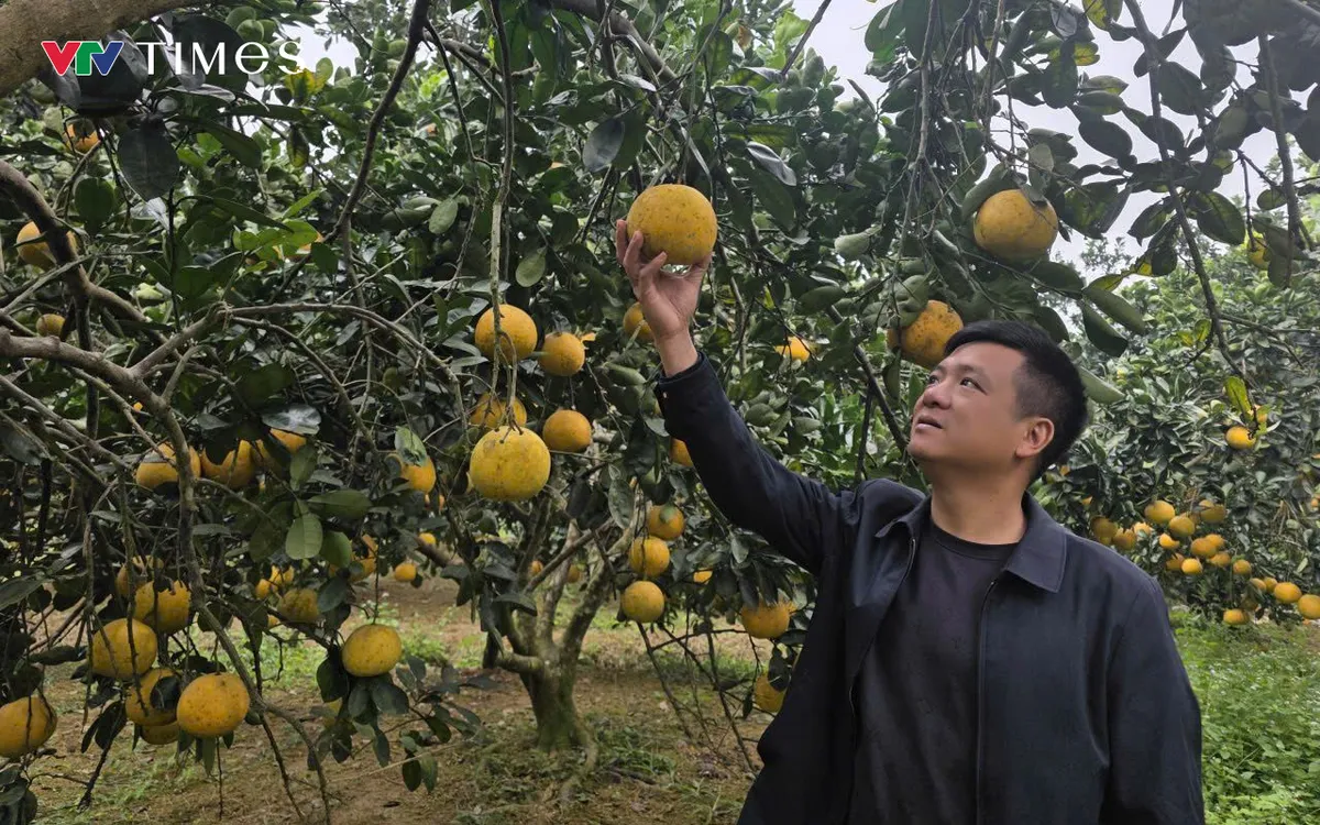 Bưởi Bằng Luân là một trong 2 giống bưởi đặc sản của huyện Đoan Hùng cũ, có tuổi đời hàng trăm năm.