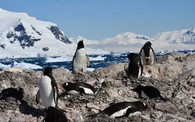 Chim cánh cụt Gentoo tại vịnh Neko, Nam Cực, được ghi nhận sinh sản sớm hơn đáng kể (Ảnh: Ignacio Juarez Martinez)