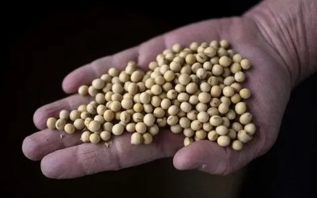 Đậu tương sau khi được thu hoạch từ một nông trại gần Scribner, bang Nebraska, Mỹ. (Ảnh: AFP)