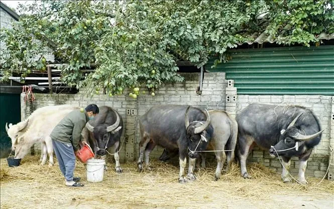 Ảnh tư liệu: Xuân Tư/TTXVN