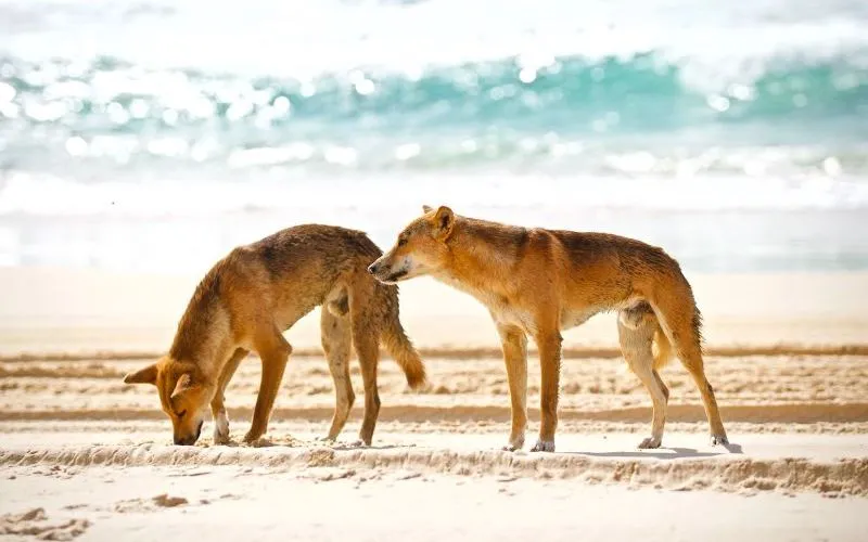 Chó hoang dingo tìm thức ăn trên đảo K'Gari tại Australia (Ảnh: iStock/Getty Images)
