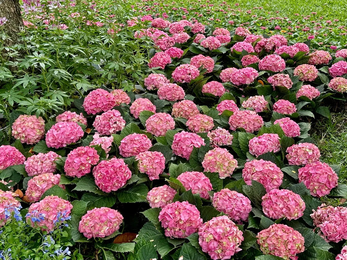 Sẽ c&oacute; chiếu phim ngo&agrave;i trời v&agrave; tr&igrave;nh diễn mapping tại Hội hoa xu&acirc;n Tao Đ&agrave;n Tết B&iacute;nh Ngọ- Ảnh 2.