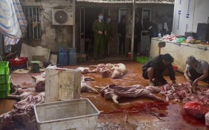 Công an tỉnh Hưng Yên đã khởi tố 6 bị can trong đường dây thu mua, giết mổ lợn chết, lợn nhiễm dịch tả Châu Phi bán ra thị trường.