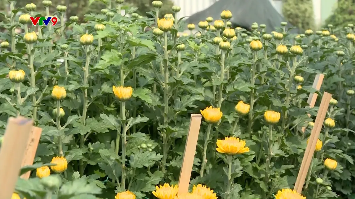 Thị trường hoa Tết vào vụ cao điểm