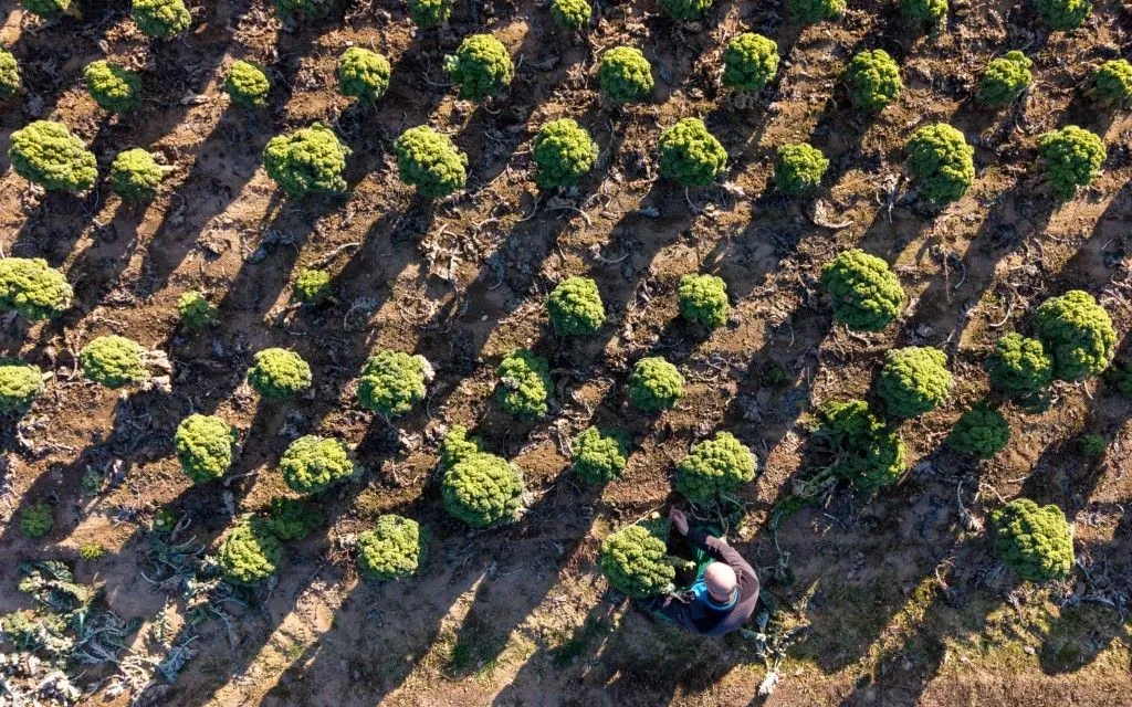 Do hạn hán và thời tiết lạnh giá trong giai đoạn gieo trồng, năng suất trồng cải xoăn tại Dresden, Đức giảm so với năm 2025 (Ảnh: AFP)