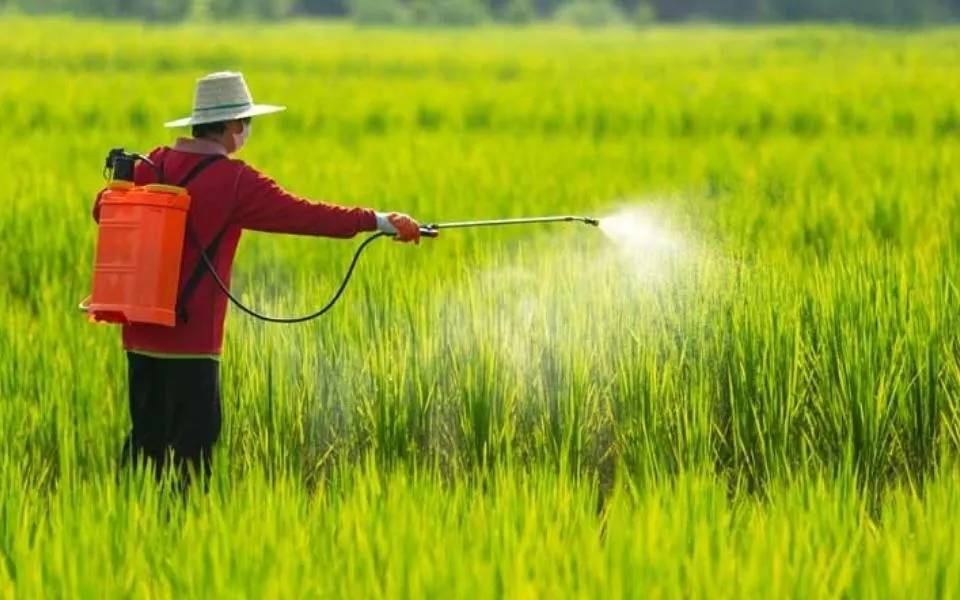 Nghị định số 33/2026/NĐ-CP quy định mới về điều kiện sản xuất, buôn bán thuốc bảo vệ thực vật