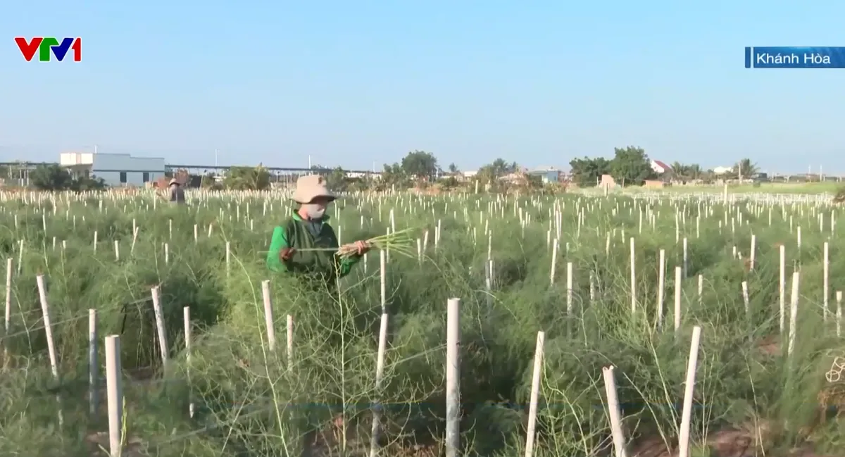 Người đảng vi&ecirc;n tận tụy, gi&uacute;p người Chăm ở Kh&aacute;nh H&ograve;a tho&aacute;t ngh&egrave;o nhờ trồng măng t&acirc;y - Ảnh 1.