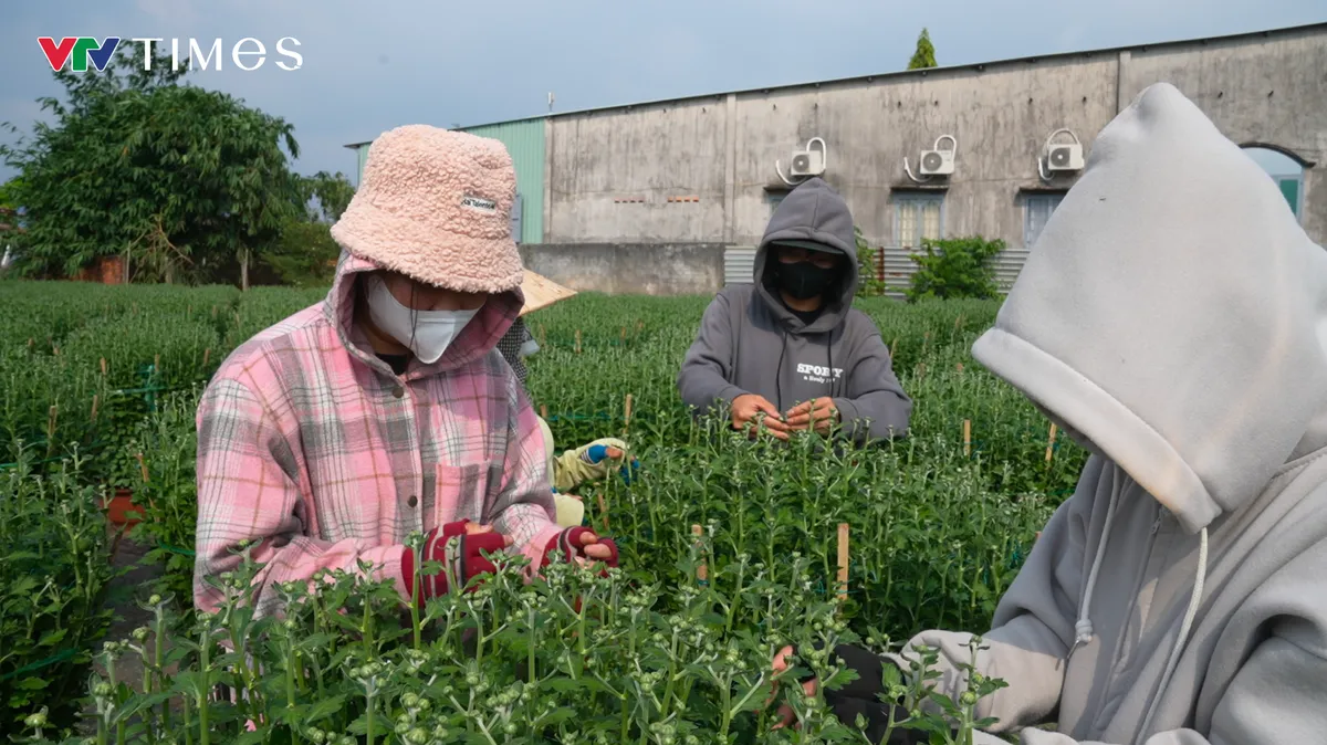 TP Hồ Chí Minh: Nhà vườn vùng ven tất bật chăm hoa chuẩn bị bán Tết- Ảnh 2. TP Hồ Chí Minh: Nhà vườn vùng ven tất bật chăm hoa chuẩn bị bán Tết- Ảnh 2.