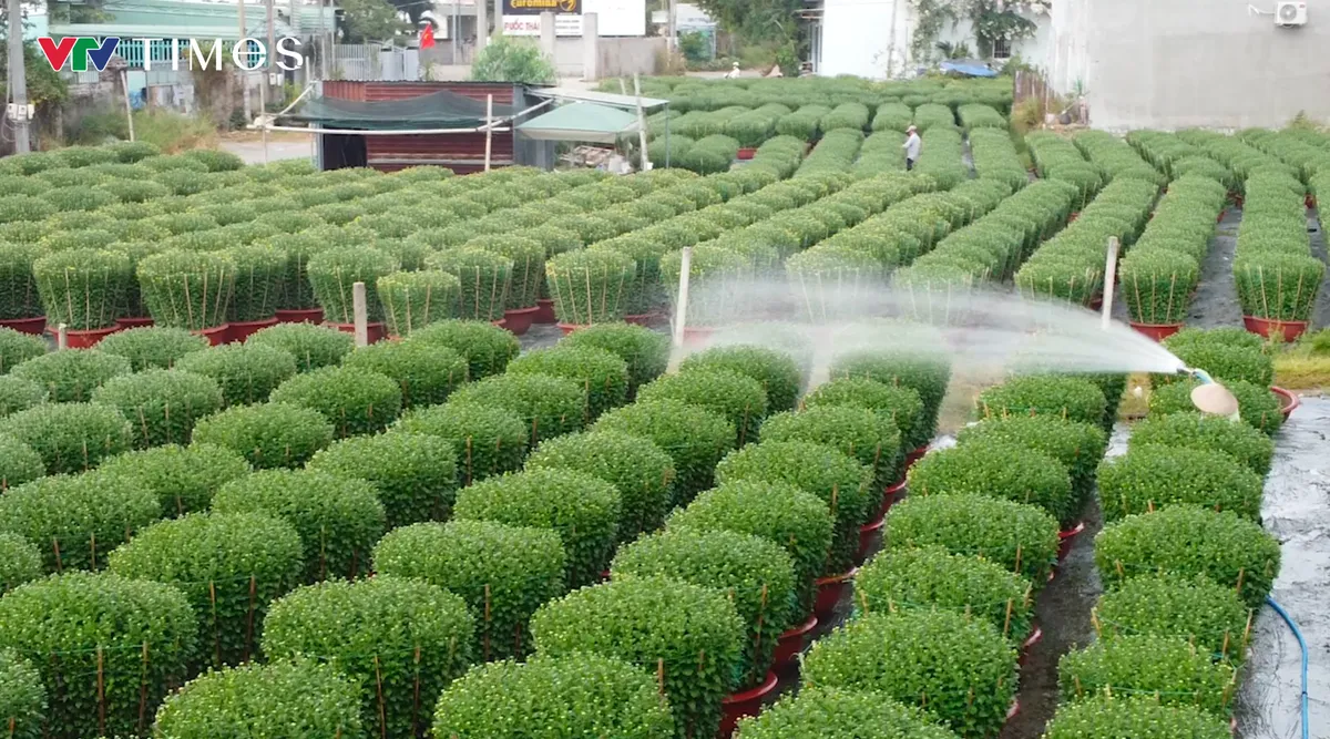 TP Hồ Chí Minh: Nhà vườn vùng ven tất bật chăm hoa chuẩn bị bán Tết- Ảnh 3. TP Hồ Chí Minh: Nhà vườn vùng ven tất bật chăm hoa chuẩn bị bán Tết- Ảnh 3.