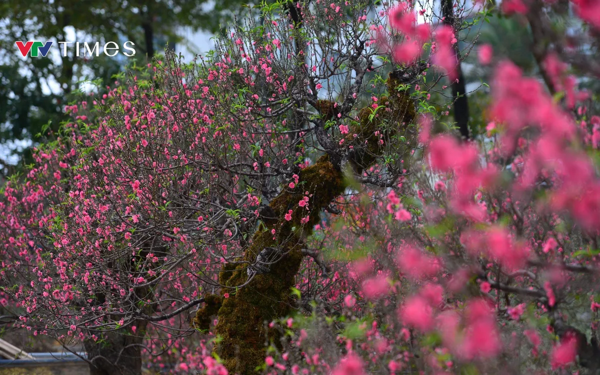 Sắc hồng phủ kín tán, nổi bật trên thân đào xanh mướt.